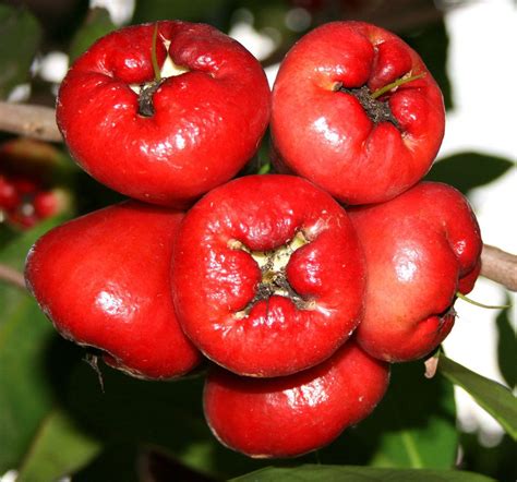 Macopa / Makopa : A Widely Eaten Fruit in the .